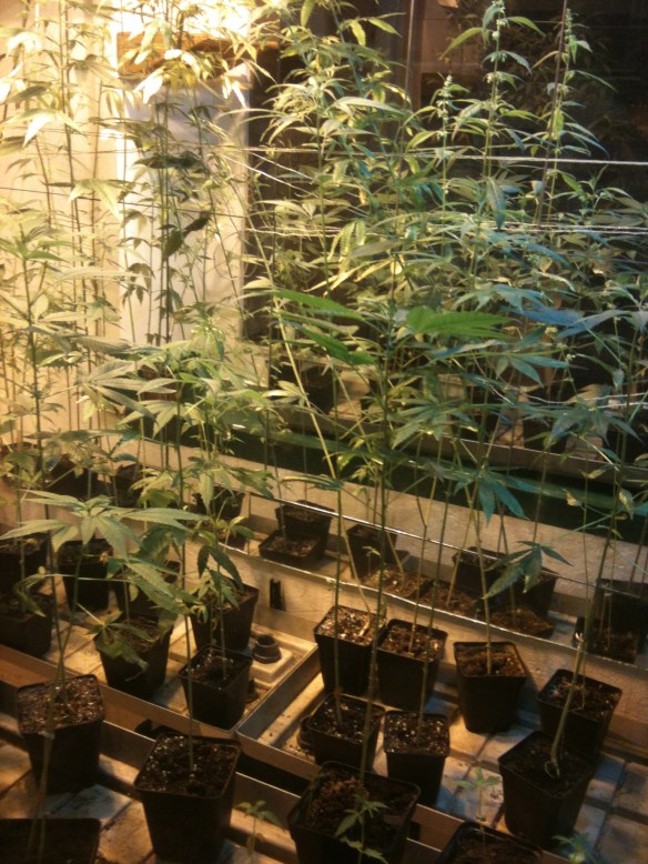 A very serious museum about hemp!