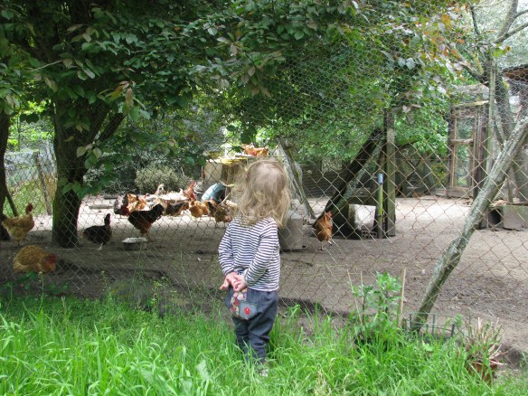 Amaya love chickens!