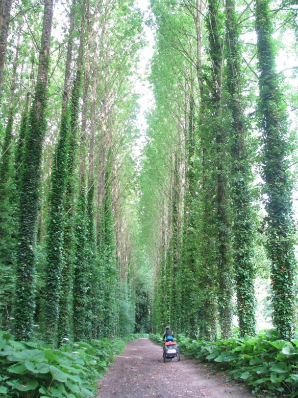Cycling through a beautiful forest on bike paths